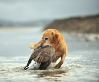 Picture of Labrador Retriever retrieving bird from water