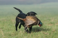 Picture of Labrador Retriever retrieving pheasant