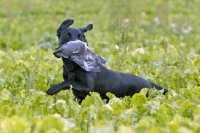 Picture of Labrador Retriever retrieving bird