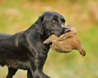 Picture of Labrador Retriever retrieving bird