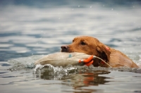 Picture of Labrador Retriever retrieving duck