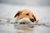 Picture of Labrador Retriever retrieving from water