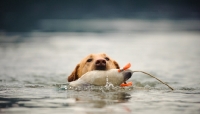 Picture of Labrador Retriever retrieving in water