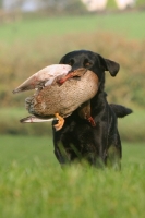 Picture of Labrador Retriever retrieving duck
