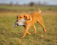 Picture of Labrador Retriever retrieving bird