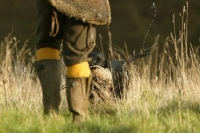 Picture of Labrador Retriever retrieving