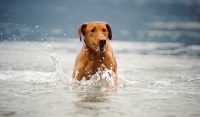 Picture of Labrador Retriever running from water