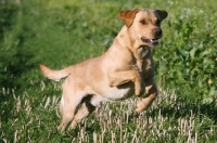 Picture of Labrador Retriever running in field