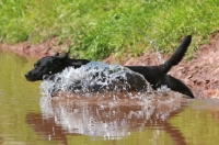 Picture of Labrador retriever running into water