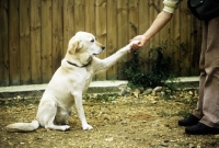 Picture of labrador retriever shaking hands
