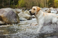 Picture of Labrador Retriever splashing in river