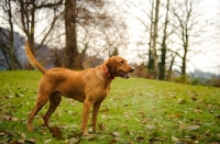 Picture of Labrador Retriever standing in park.