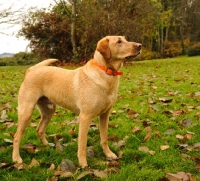 Picture of Labrador Retriever standing in grass with fallen leaves.
