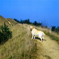 Picture of labrador retriever standing on a path