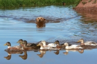 Picture of Labrador retriever swimming towards ducks