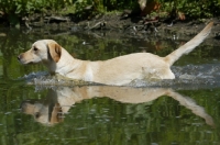 Picture of Labrador Retriever walking in river