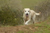 Picture of Labrador Retriever walking