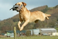 Picture of Labrador Retriever with bird