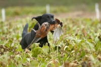 Picture of Labrador Retriever with bird