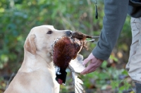 Picture of Labrador retriever with bird