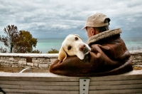 Picture of Labrador Retriever with man