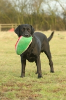 Picture of Labrador Retriever with rugby ball