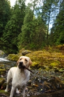 Picture of Labrador Retriever with stick