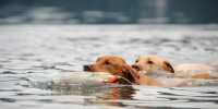 Picture of Labrador Retrievers retrieving from water