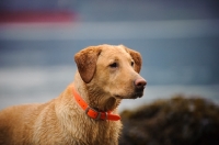 Picture of Labrador Retriever