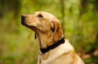 Picture of Labrador Retriever