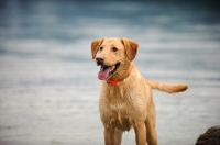 Picture of Labrador Retriever