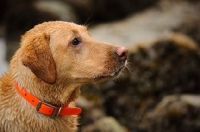 Picture of Labrador Retriever