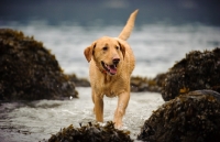 Picture of Labrador Retriever