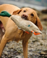 Picture of Labrador Retriever