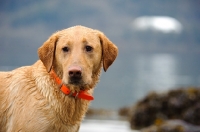 Picture of Labrador Retriever