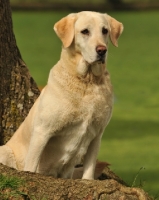 Picture of Labrador Retriever