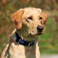 Picture of labrador retriever