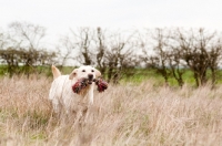 Picture of Labrador retrieving a rope toy in long grass