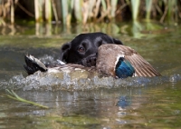 Picture of Labrador retrieving duck from water