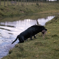 Picture of labrador retrieving, leaving  water