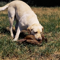 Picture of labrador retrieving pheasant