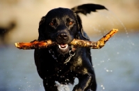 Picture of Labrador retrieving stick
