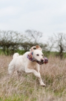Picture of Labrador retrieving toy in long grass.