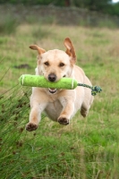 Picture of Labrador retrieving