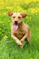 Picture of Labrador running in summery field