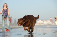 Picture of Labrador running on beach