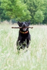 Picture of Labrador running through long grass, with a stick in it's mouth