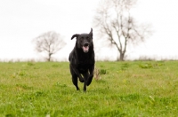 Picture of Labrador running towards camera