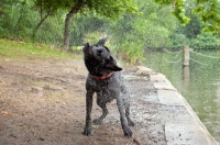 Picture of Labrador shaking himself dry after a swim