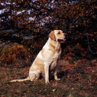 Picture of labrador sitting among autumn leaves